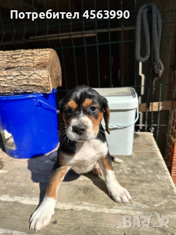 Tricvetni gonceta, снимка 6 - Гонче - 54114272