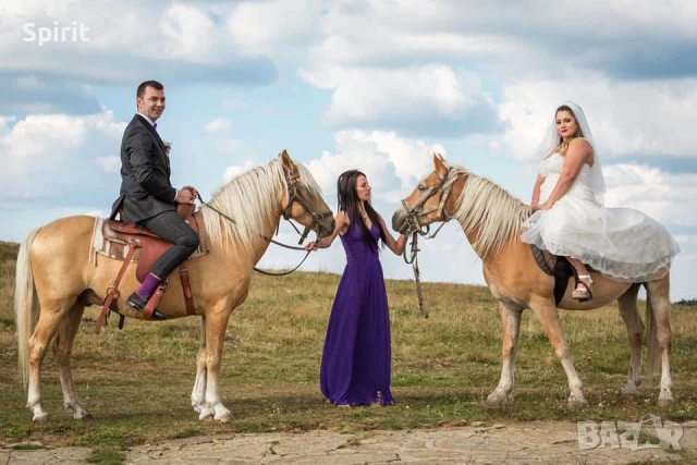 Ездитен кон Аблай Хан, снимка 9 - Коне - 51147186