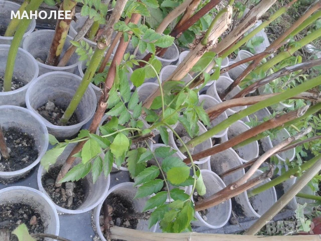 🪷🪴🪷Текома🪷🪷🪻, снимка 2 - Градински цветя и растения - 53101015