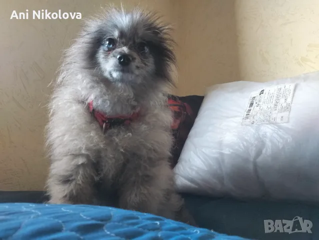 Померан рядък цвят мерле със синьо око, снимка 10 - Померан - 50248156