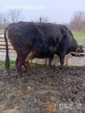 Налива да се тели 