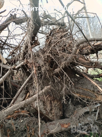 Корени от Орех , снимка 9 - Маси - 53940890