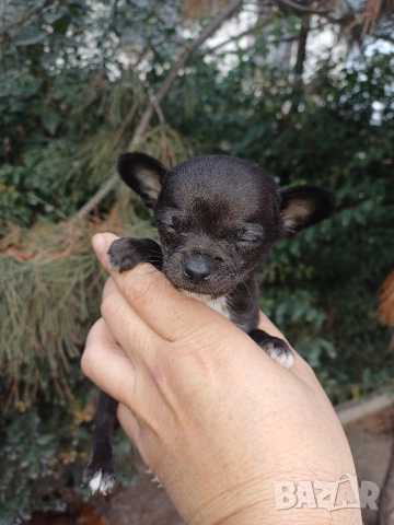 Мини чихуахуа , снимка 5 - Чихуахуа - 53086019