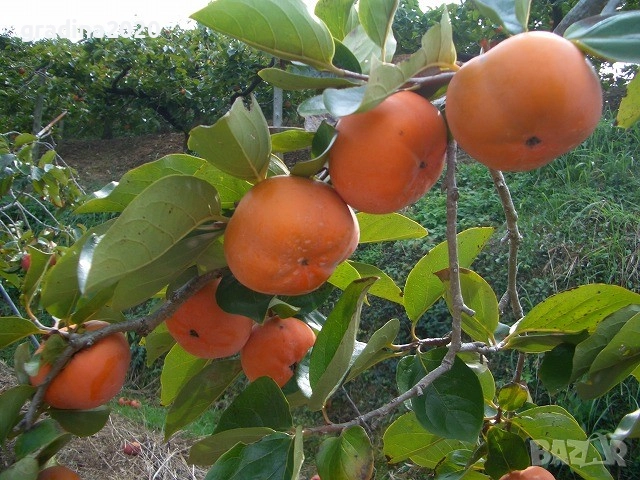  Райска ябълка Налични 4 сорта, снимка 9 - Разсади - 47222307