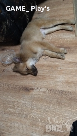 спешно за продажба:Порода шпиц , снимка 2 - Померан - 52830618