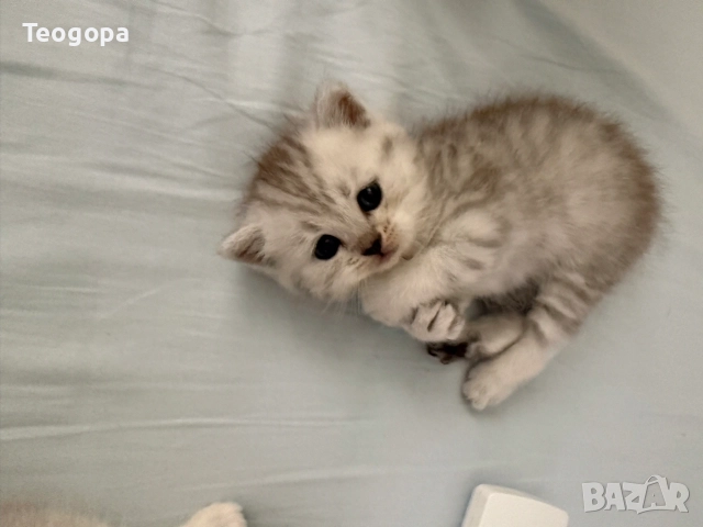 сребърни котета , снимка 3 - Британска късокосместа - 56065702
