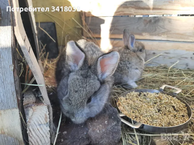 продавам зайци - различни породи и възрасти, снимка 2 - Други животни - 49253579
