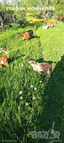 ярета, снимка 9 - Кози - 54345171