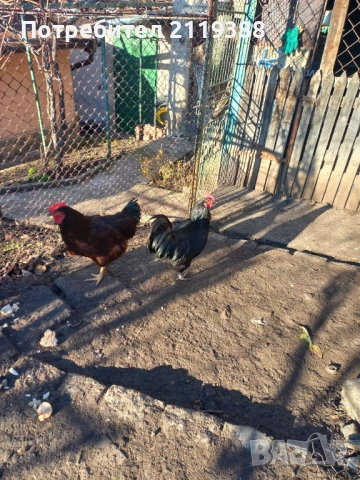 Петли за продаване ,породисти, снимка 4 - Кокошки и пуйки - 53024106