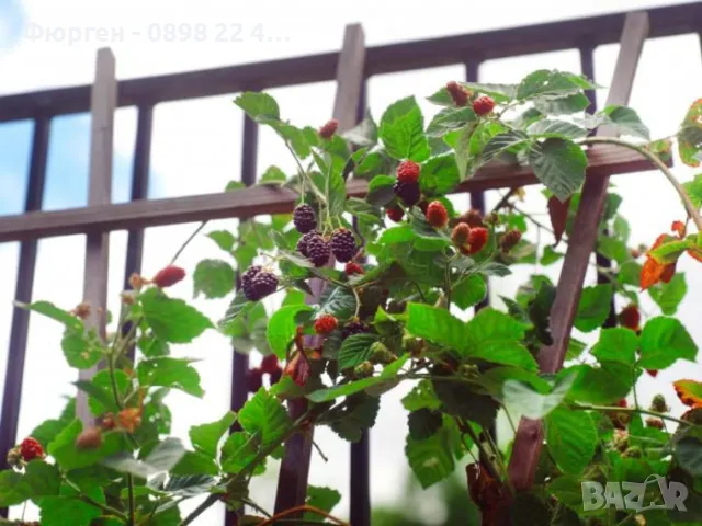 Къпина -гиганска и сладка /Навахо , Лох нес , Арапахо , Карака Блек , Prime Ark 45) и Астерина , 12 , снимка 6 - Разсади - 35917626