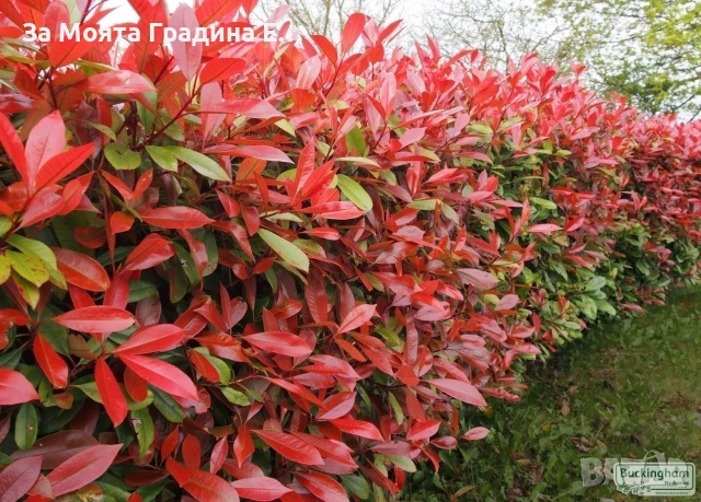 Фотиния за жив плет 2вида , снимка 5 - Градински цветя и растения - 54020526