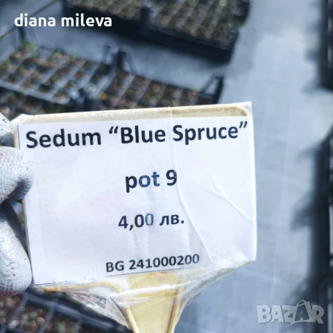 Седум „Син Смърч“, Sedum „Blue Spruce“, снимка 12 - Градински цветя и растения - 50843696