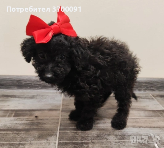 пудел /пуделче , снимка 4 - Пудели - 53224148