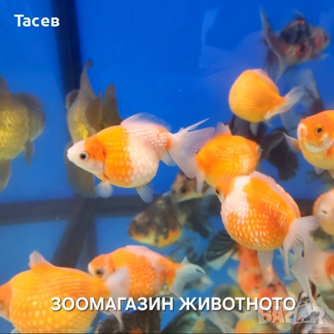 Златни рибки  шишарка 7см