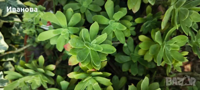 Седум Палмери, снимка 3 - Градински цветя и растения - 47681521