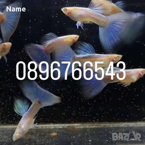 Рибки Гупи Синя Московска и Albino Blue Topaz, снимка 3 - Рибки - 54837923