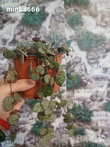 Вариегатна церопегия.