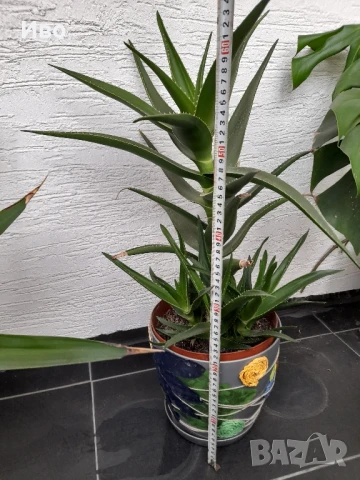 Алое вера – растения различни големини!, снимка 8 - Градински цветя и растения - 41711781