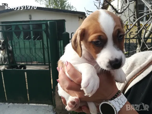 продавам джак ръсел 2305251435