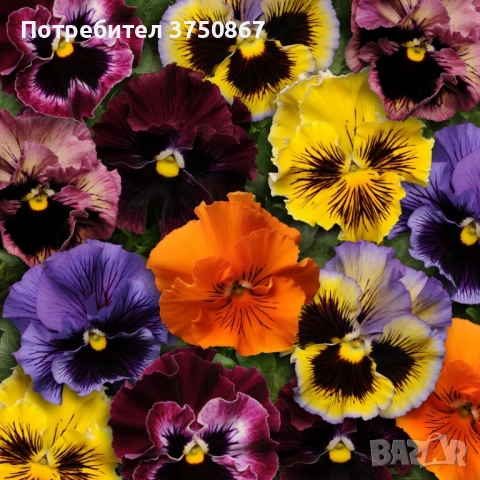 💞☀️🌿 Къдрави теменужки - Frizzle Sizzle