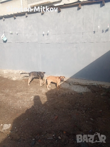 здравейте приятели продавам белгийски овчарки Черно то ми Ко жилото то женско ми на 4 месеца , снимка 3 - Белгийска овчарка - 52075309