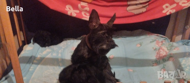 Мини Цверк шнауцер , снимка 13 - Други - 52958340