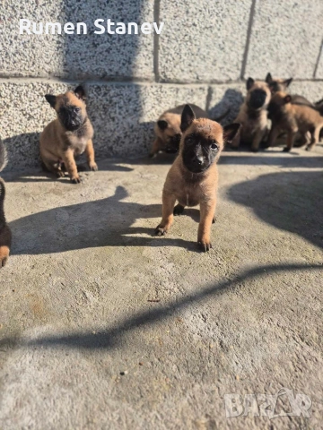 Белгийска овчарка Малиноа, снимка 4 - Белгийска овчарка - 54333379