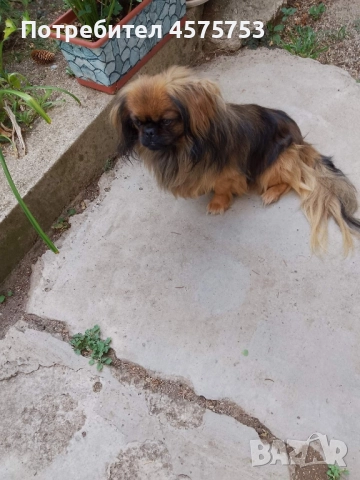 Пекинез баща и дъщеря , снимка 1