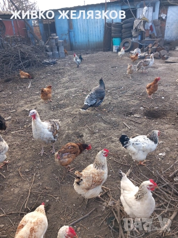 ПРОДАВАМ ОПЛОДЕНИ КОКОШИ ЯЙЦА , ЗА РАЗПЛОД, снимка 15 - Кокошки и пуйки - 53923856