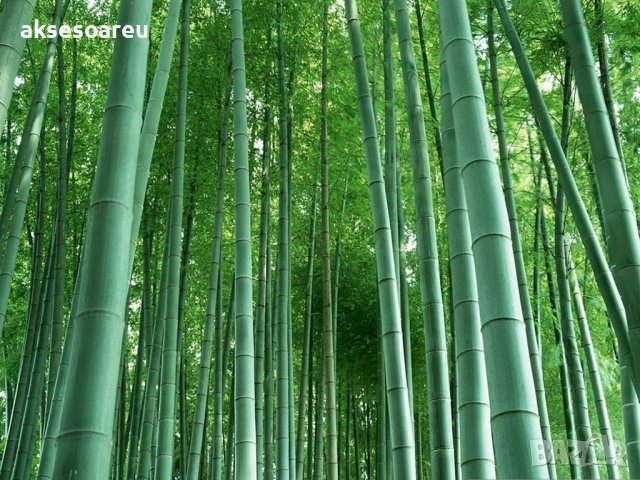 100 броя редки бамбукови семена зелен бамбук Moso-Bamboo мосо бамбо растение за декорация украса за , снимка 3 - Сортови семена и луковици - 37711335