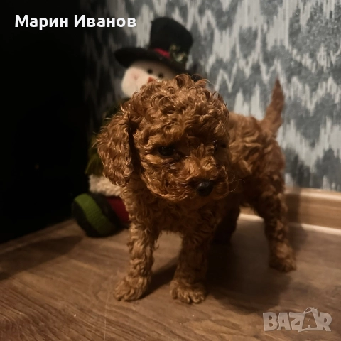 Пудел "Той" момче с две ваксини!