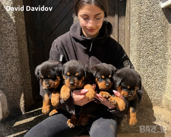 Ротвайлерчета По FCI Стандарт Ротвайлер, снимка 2 - Ротвайлер - 47602083