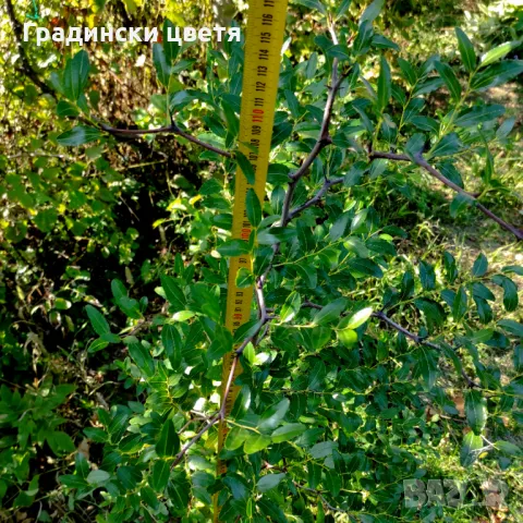 👀Фиданка Хинап на гол корен- декоративно дърво с екзотични, лековити плодове, снимка 6 - Градински цветя и растения - 38133979