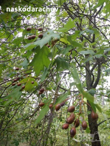 Брекина (Sorbus terminalic) плодно медоносно дърво, снимка 7 - Градински цветя и растения - 30347880