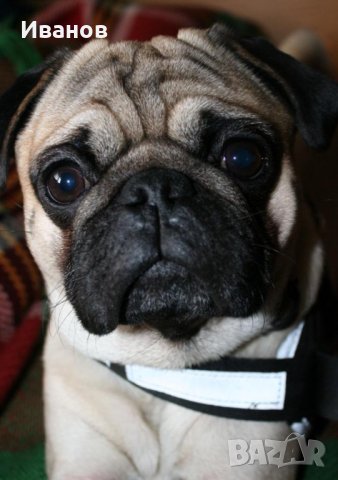 Мъжки мопс си търси партньорка