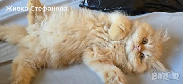 Женска персийска , снимка 2 - Персийска - 55780605