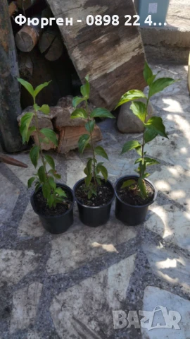 Дрян - Жълт, снимка 9 - Разсади - 51095917