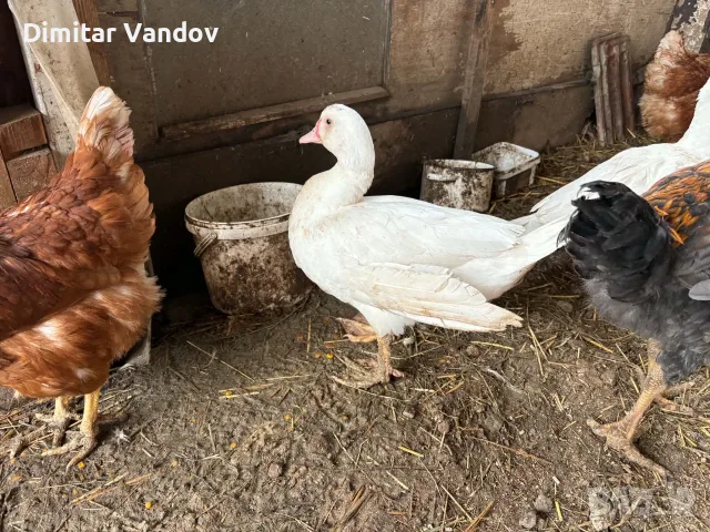 Продавам патици , снимка 5 - Патици и гъски - 56498503
