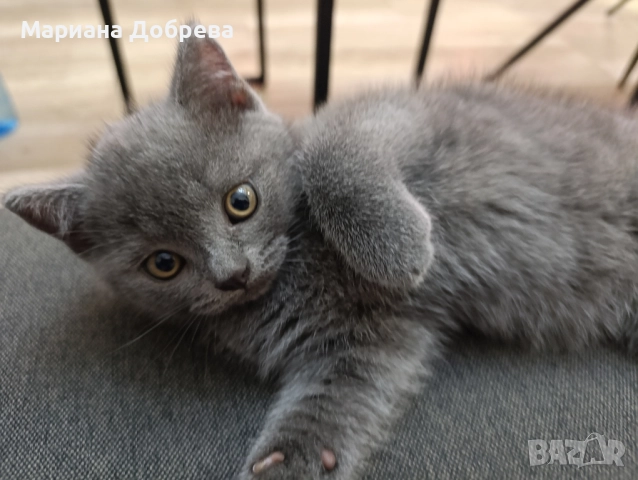 Късокосместо синьо британче, снимка 1