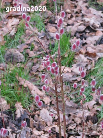 Върба - Salix gracilistyla 'Mount Aso' ( грацилистяла' моунт асо' ), снимка 7 - Градински цветя и растения - 31614507