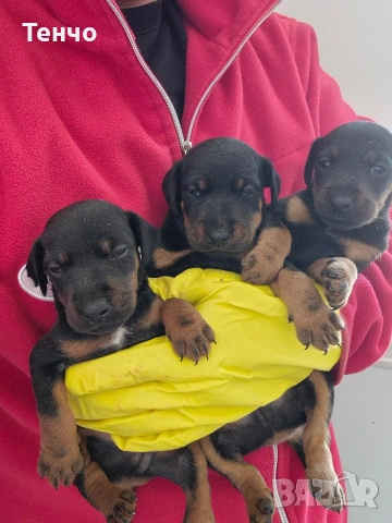 Ягдтериери, снимка 5 - Ягдтериер - 54191109