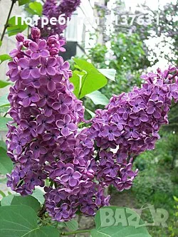 ФИДАНКИ ЛЮЛЯК , снимка 3 - Разсади - 49848991