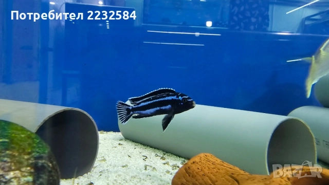 Рибки Африкански цихлиди, снимка 2 - Рибки - 25866770