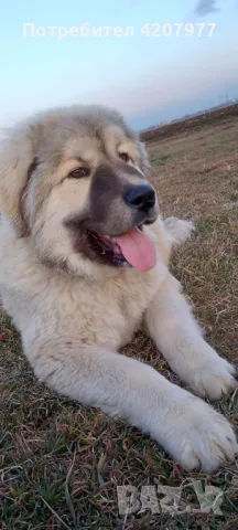 Кавказки овчарки , снимка 9 - Кавказка овчарка - 46973377