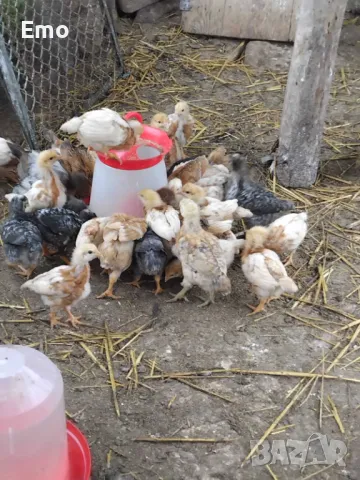 пилета, снимка 2 - Кокошки и пуйки - 49762588