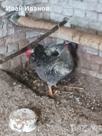 Петли супер харко, снимка 2 - Кокошки и пуйки - 52898922