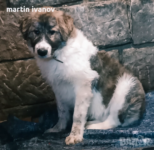Каракачанско куче, снимка 5 - Каракачанска овчарка - 52745249