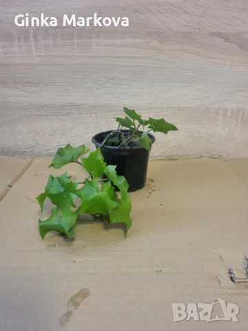 Стаен бръшлян - 4лв.