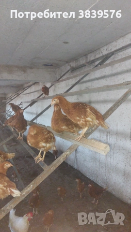 Пилета Ярки Кокошки, снимка 2 - Кокошки и пуйки - 52788402