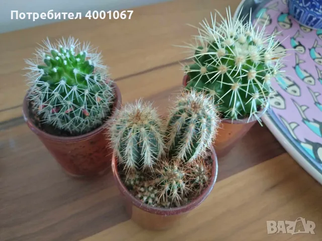 красиви кактуси в оригинални саксии, снимка 1
